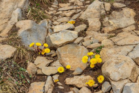 Coltsfoot fleurs (Tussilago farfara) sur prairie alpine