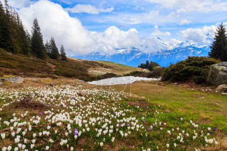 Wild purple and white Crocus alpine flowers blooming at spring in the Swiss Alps. Niederhorn, Switzerland. Beautiful Switzerland mountains landscape with blooming crocus flowers