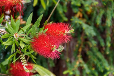 Téléchargez les photos : Pinceau rouge fleurs (Callistemon citrinus
) - en image libre de droit