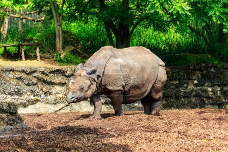 Indian rhinoceros (Rhinoceros unicornis), or Indian rhino for short, also known as the greater one-horned rhinoceros