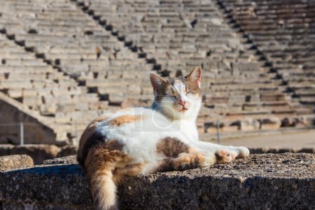 Foto de Gato en el antiguo teatro de Epidaurus en el Peloponeso, Grecia - Imagen libre de derechos