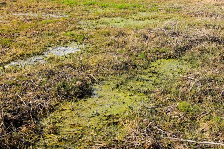 Téléchargez les photos : Marais avec algues dans les eaux stagnantes - en image libre de droit