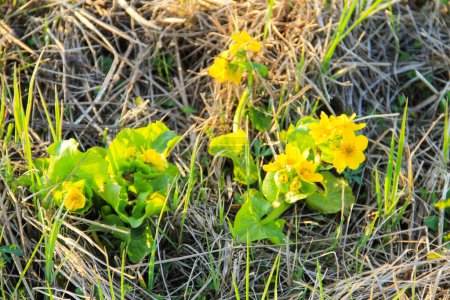 Marsh Marigold (Caltha palustris) en el prado
