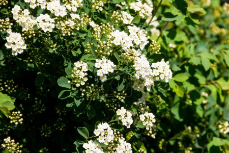 Arbuste à fleurs blanches Spirea aguta (Couronne de mariée)
)