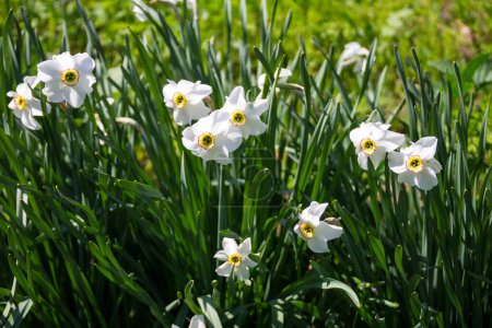 Weiße Narzissen blühen auf Blumenbeeten im Garten. Narziss poeticus