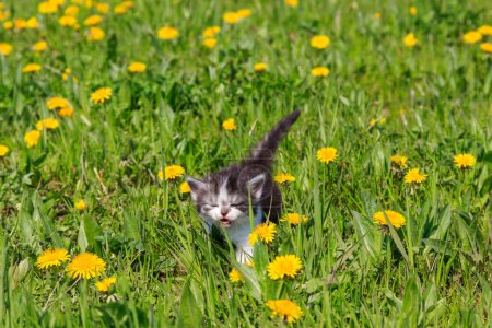 Small kitten in yellow dandelion flowers. Young cat on green meadow