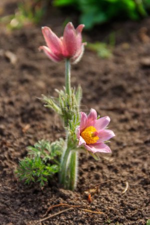 Östlicher Passionsblume (Pulsatilla patens), auch bekannt als Präriekrokus, Schnitzelanemone, Felsenlilie