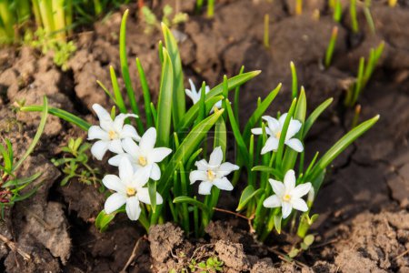 Flores blancas de gloria de la nieve (chionodoxa luciliae) en primavera