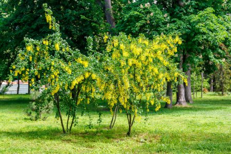 Árbol de acacia amarillo floreciente (Caragana arborescens)
