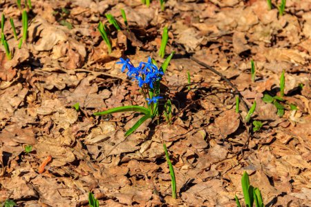 Blue scilla flower (Scilla bifolia) or Squill in forest on spring