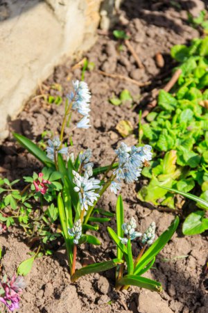 Beautiful flowers of Puschkinia scilloides (commonly known as striped squill or Lebanon squill) in garden at spring