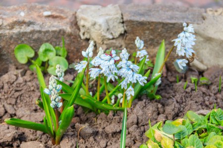 Beautiful flowers of Puschkinia scilloides (commonly known as striped squill or Lebanon squill) in garden at spring