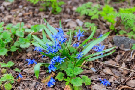 Blaue Scilla-Blüten (Scilla siberica) oder sibirisches Schielen. Erste Frühlingsblumen