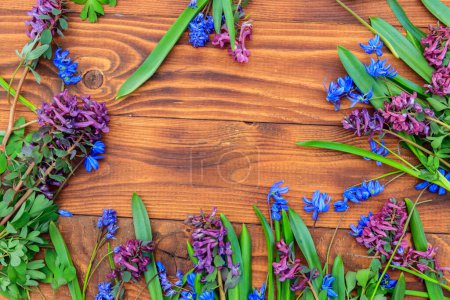Bouquet de fleurs violettes de corydalis et de fleurs bleu scilla sur fond bois. Premières fleurs printanières. Carte de voeux pour la Saint-Valentin, la fête des femmes et la fête des mères. Vue du dessus, espace de copie