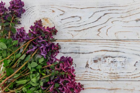 Corydalis violet fleurs sur fond blanc en bois. Premières fleurs printanières. Carte de voeux pour la Saint-Valentin, la fête des femmes et la fête des mères. Vue du dessus, espace de copie