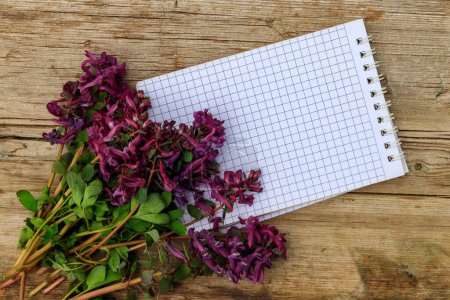 Blank notepad with purple corydalis flowers on rustic wooden background. First spring flowers. Greeting card for Valentine's Day, Woman's Day and Mother's Day. Top view, copy space