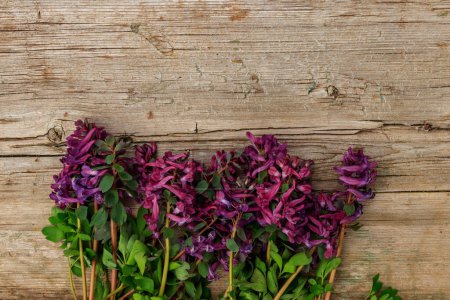 Lila Corydalis-Blüten auf rustikalem Holzgrund. Erste Frühlingsblumen. Grußkarte zum Valentinstag, Frauentag und Muttertag. Ansicht von oben, Kopierraum