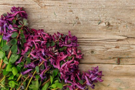 Lila Corydalis-Blüten auf rustikalem Holzgrund. Erste Frühlingsblumen. Grußkarte zum Valentinstag, Frauentag und Muttertag. Ansicht von oben, Kopierraum