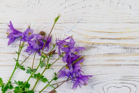 Blue columbine flowers on a white wooden background. Top view, copy space