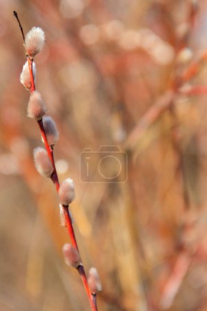 Pussy willow branch at early spring