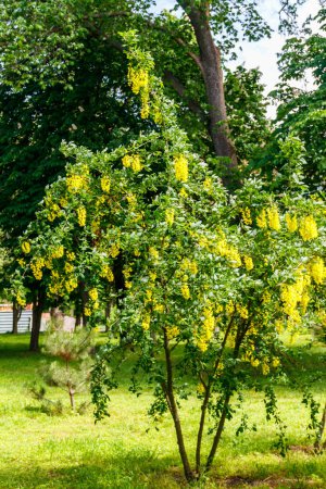 Blühender gelber Akazienbaum (Caragana arborescens))