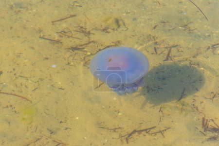 Rhizostoma pulmo, commonly known as barrel jellyfish, dustbin-lid jellyfish or frilly-mouthed jellyfish floating in a sea