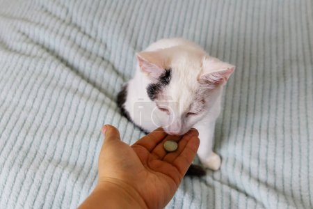 Chat blanc recevant une pilule de la main féminine. Concept de prise de médicaments ou de vitamines pour les animaux, médecine vétérinaire, soins aux animaux