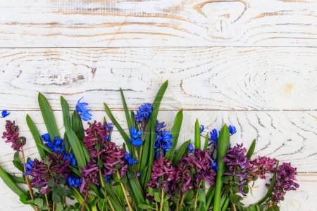 Bouquet de fleurs violettes de corydalis et de fleurs bleu scilla sur fond blanc en bois. Premières fleurs printanières. Carte de voeux pour la Saint-Valentin, la fête des femmes et la fête des mères. Vue du dessus, espace de copie