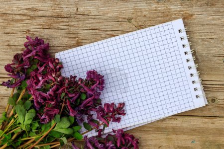 Blank notepad with purple corydalis flowers on rustic wooden background. First spring flowers. Greeting card for Valentine's Day, Woman's Day and Mother's Day. Top view, copy space