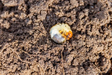 Larva de plaga importante de la planta, larva de escarabajo de mayo (Cockchafer común, doodlebug o Maybug) en suelo de jardín