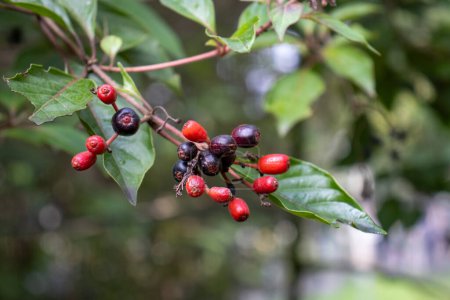 Branch of Coffee Tree in santa marta