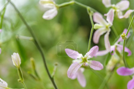 Téléchargez les photos : Bouillon de nuit fleuri (Matthiola longipetala) - en image libre de droit