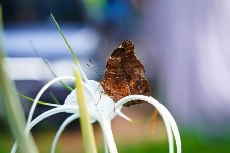Schöner brauner Schmetterling sitzt auf einer weißen Blume