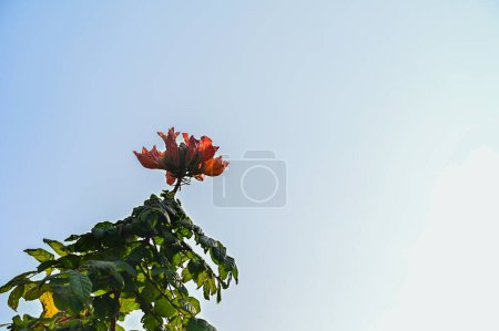 Foto de Rica flor de tulipán africano rojo en el cielo azul. Flor de Tulipán Africano. Fondo de Cielo Azul Limpio. Hoja Verde y Pétalos Grandes rojos. Flor Tropical. Spathodea Campanulata. Verano - Imagen libre de derechos