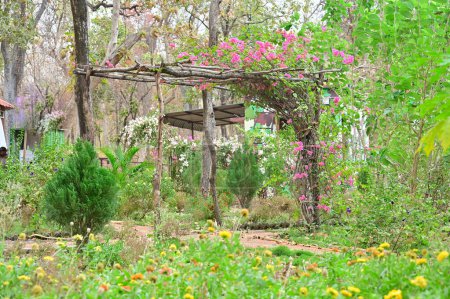 Foto de Preciosas flores de buganvillas rosadas en el jardín. Puerta Rama Bougainvillea Rosa. Fondos de pantalla con buganvilla. Paisaje floral - Imagen libre de derechos