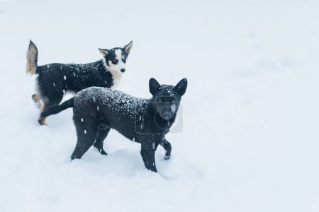 Foto de Dos perros mestizos no pedigrí pasean fuera en invierno. Pooch dog en la nieve. Lindas mascotas en día nevado - Imagen libre de derechos