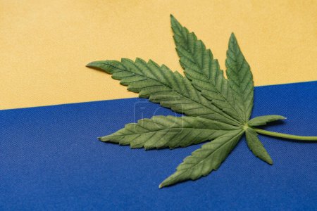 Téléchargez les photos : Feuille de cannabis fraîche sur le drapeau de l'Ukraine de près. Culture et distribution illégales. Usage médical. - en image libre de droit