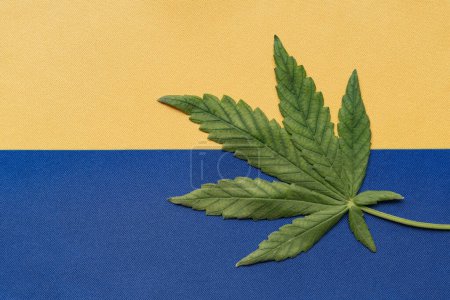 Téléchargez les photos : Drapeau de l'Ukraine en gros plan et feuille de cannabis frais. Culture et distribution illégales. Usage médical. - en image libre de droit