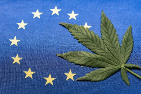 Téléchargez les photos : Gros plan sur la feuille de cannabis vert frais et le drapeau de l'Union européenne. Culture et distribution illégales. Usage médical. - en image libre de droit