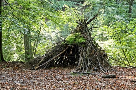 Téléchargez les photos : Petit abri en bois fait de branches recouvertes de mousse en automne - en image libre de droit