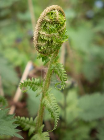 Photo for A furled fern frond ready to unfurl - Royalty Free Image