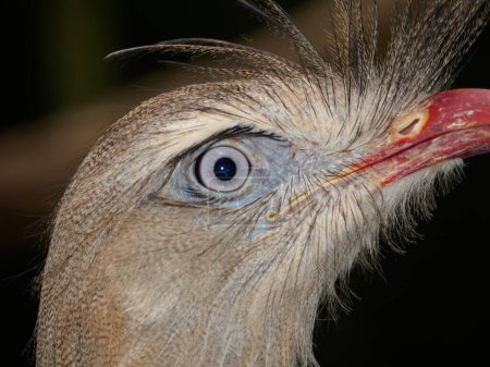 Foto de Un primer plano de un Cariama Crestado, un ave depredadora, de aspecto casi prehistórico - Imagen libre de derechos