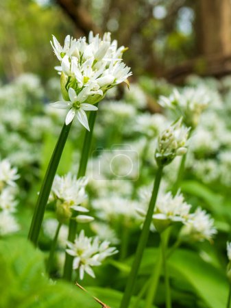 Photo for Spring time blooms of wild garlic abound in the woodlands of East Sussex - Royalty Free Image