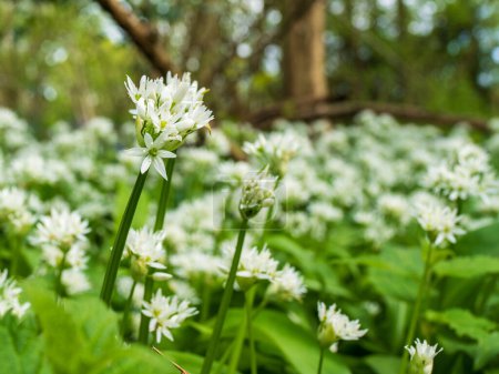 Photo for Spring time blooms of wild garlic abound in the woodlands of East Sussex - Royalty Free Image
