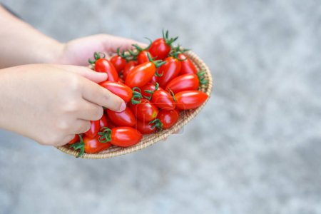 Foto de Recoger tomates cherry a mano de la cesta. - Imagen libre de derechos