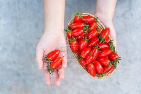 Foto de Mano de mujer sosteniendo una canasta de madera con tomates rojos cereza. Vista superior. - Imagen libre de derechos