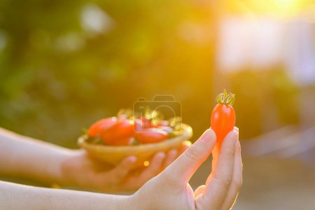 Foto de Mano de mujer sosteniendo tomates rojos cereza en primer plano con luz dorada. - Imagen libre de derechos