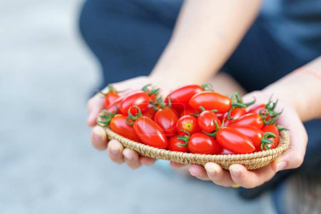 Foto de Los tomates rojos frescos de guinda en la cesta a las manos de la mujer. - Imagen libre de derechos