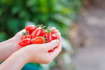 Foto de Primer plano La mano de la mujer que sostiene el tomate rojo es pequeña y suave en sabor. - Imagen libre de derechos