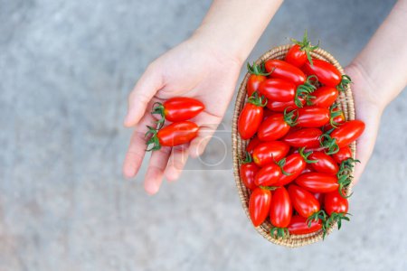 Foto de Tomates rojos cherry frescos en una canasta en las manos de la mujer. vista superior. - Imagen libre de derechos